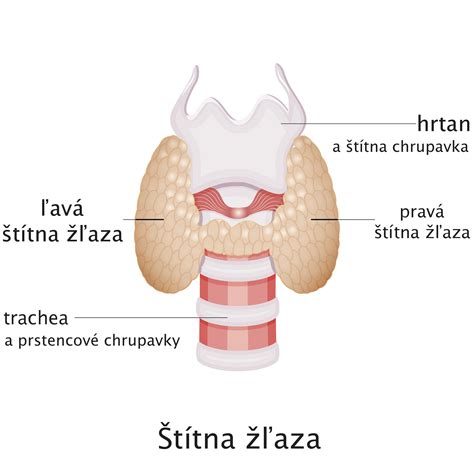 Štítna žľaza s vyznačenými hormónmi a ich vplyvom na metabolizmus