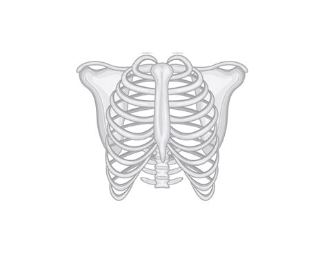 Schéma anatómii hrudníka s vyznačeným pleurálnym priestorom a pľúcami