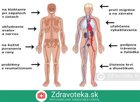 Infografika znázorňujúca zloženie 