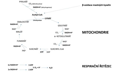 Schéma hlavných metabolických dráh v bunke, vrátane glykolýzy, Krebsovho cyklu a dýchacieho reťazca.