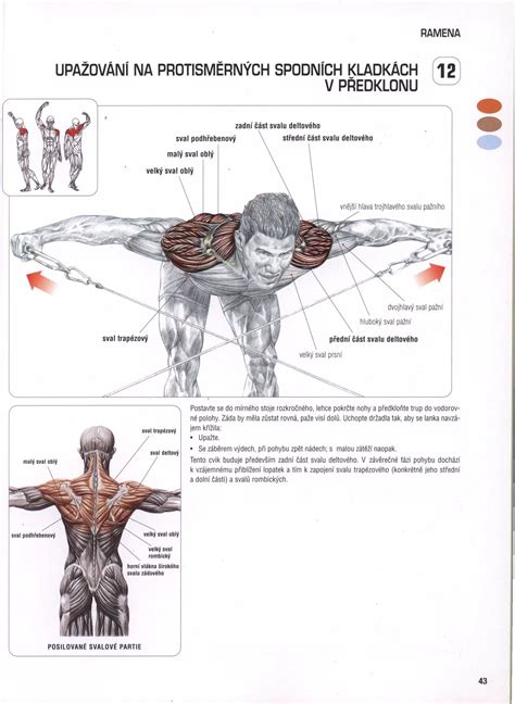 Schéma svalov podhrebeňového, veľkého a malého rombického svalu a trapézového svalu.