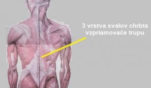 Zobrazenie hlboko položených chrbtových svalov - vzpriamovačov.