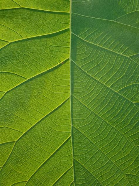 Detailný záber listov pŕhľavy dvojdomej.