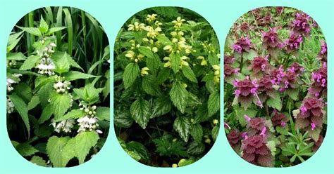 Detailný záber kvetov hluchavky bielej.