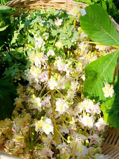 Detailný záber kvitnúcej vňate zádušníka brečtanovitého.