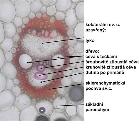 Detailný záber podzemkov pýru plazivého.