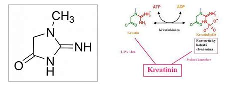 Schéma vzniku kreatinínu zo kreatínu a kreatinfosfátu vo svale