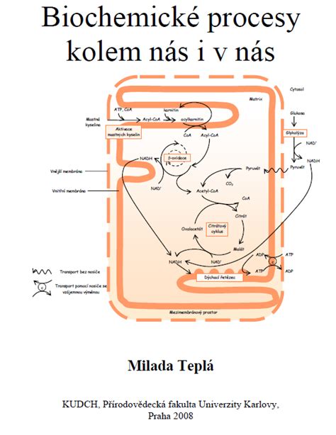 Ilustrácia znázorňujúca základné biochemické procesy metabolizmu