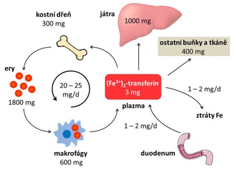 Schéma regulácie metabolizmu železa s dôrazom na úlohu hepcidínu a ferroportínu.