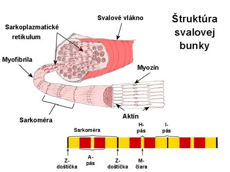 Vizualizácia svalového vlákna a aminokyselín